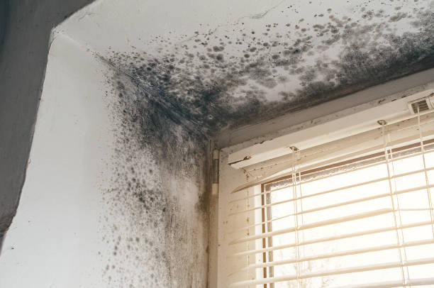 Affordable Black Mold Remediation solutions in Ocean Grove, NJ